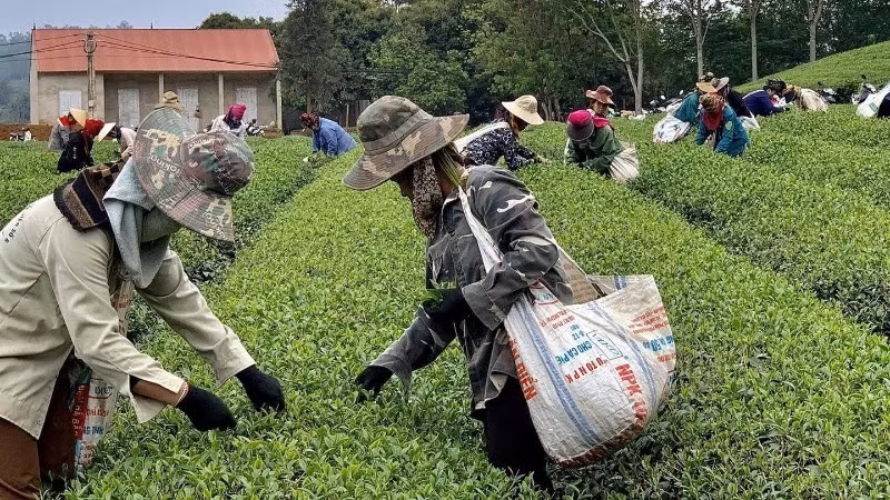 山罗省平顺乡秋丹茶有限责任公司与农户联动发展的茶叶原料基地。